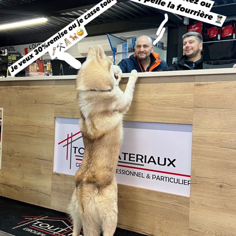 Visite du chien Hatchie, grande star du film avec Richard Gere chez Tout mat&eacute;riaux &agrave; Goxwiller Erstein